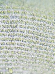 Racomitrium canescens canescens