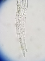 Racomitrium canescens canescens