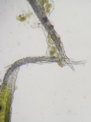 Racomitrium canescens canescens