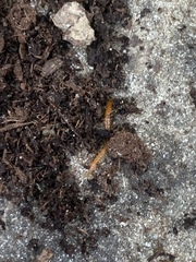 Scolopocryptops gracilis