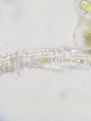 Racomitrium canescens canescens