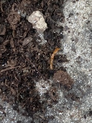 Scolopocryptops gracilis