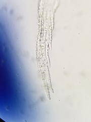 Racomitrium canescens canescens