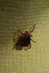 Rhipicephalus sanguineus