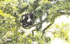 Pan troglodytes schweinfurthii