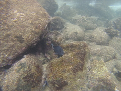 Microspathodon dorsalis