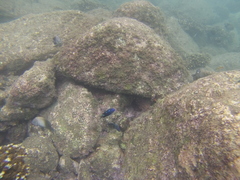 Microspathodon dorsalis