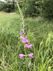 Physostegia pulchella