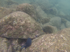 Microspathodon dorsalis