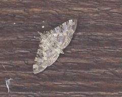 Dysallacta negatalis