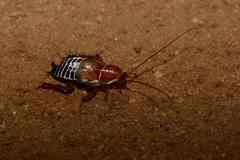 Temnopteryx phalerata
