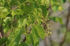 Celastrus paniculatus