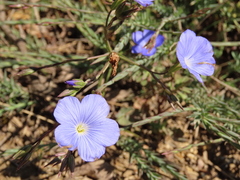 Linum narbonense