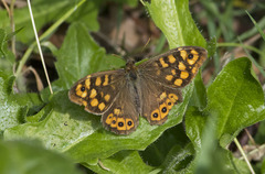 Pararge aegeria