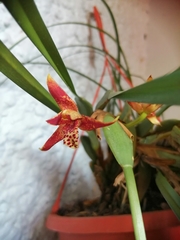 Maxillaria tenuifolia