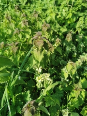 Lamium album