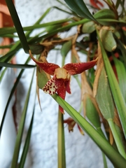Maxillaria tenuifolia