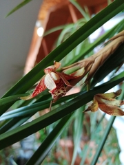 Maxillaria tenuifolia