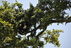 Pan troglodytes schweinfurthii