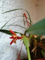 Maxillaria tenuifolia