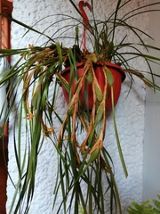 Maxillaria tenuifolia