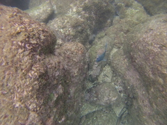 Microspathodon dorsalis