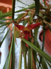 Maxillaria tenuifolia