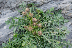 Centaurea raphanina mixta