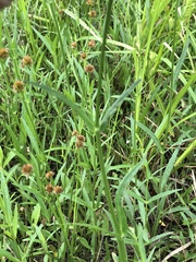Physostegia pulchella