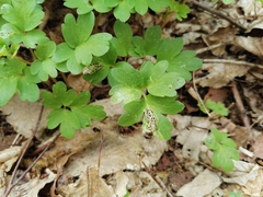 Puccinia adoxae