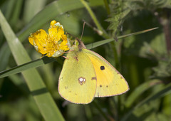 Colias croceus