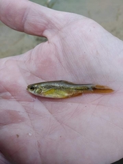 Pelasgus stymphalicus