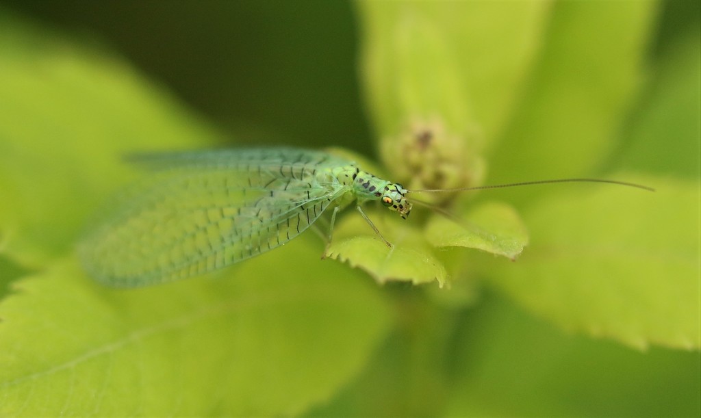 X-marked Green Lacewing