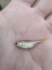 Pelasgus stymphalicus