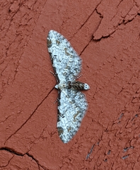 Eupithecia ravocostaliata