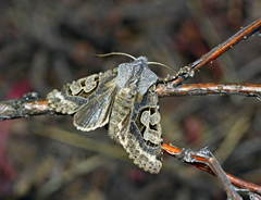 Perigrapha i-cinctum