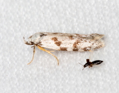 Oxythecta hieroglyphica