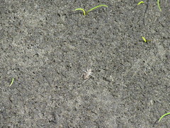 Cicindelina