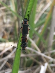 Cantharis pulicaria