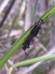 Cantharis pulicaria