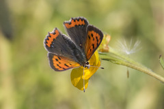 Lycaena phlaeas