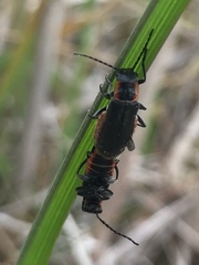 Cantharis pulicaria