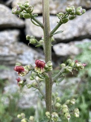 Scrophularia lucida