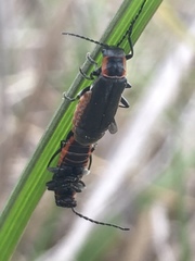 Cantharis pulicaria