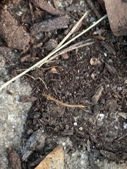 Scolopocryptops gracilis