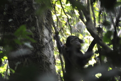 Pan troglodytes schweinfurthii