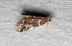 Elophila responsalis