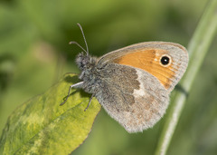 Coenonympha pamphilus