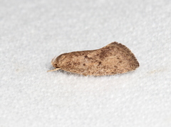 Syncometes vilis