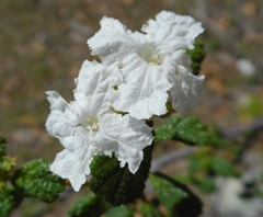 Varronia grisebachii